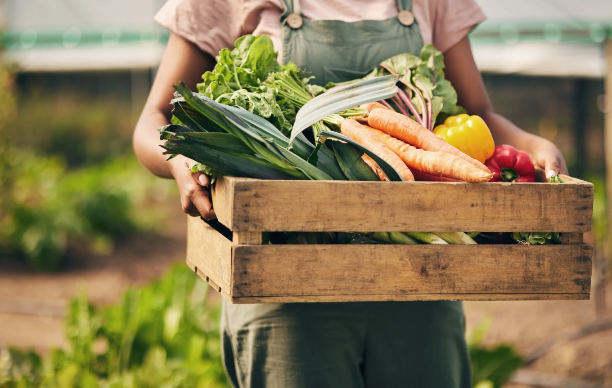Preserving Fruits and Vegetables Through Dehydration